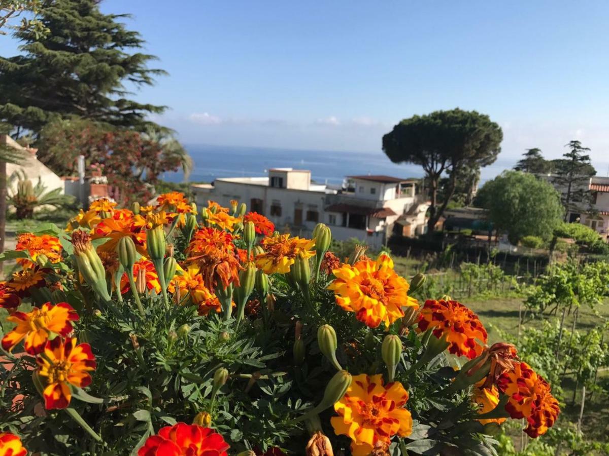 Araucária Villa Casamicciola Terme