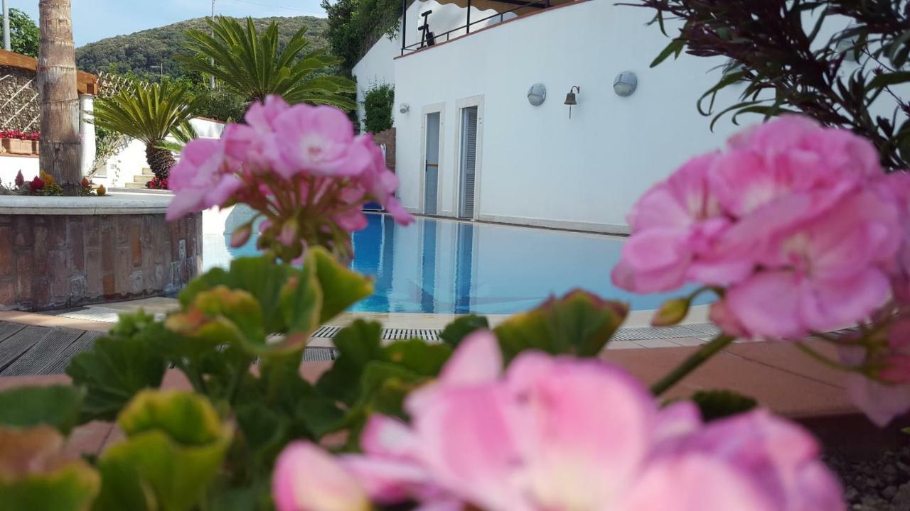 Araucária * Casamicciola Terme